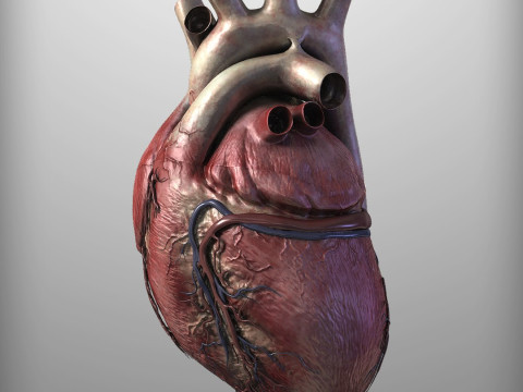人心 3D 模型