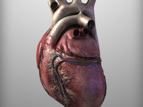 Human Heart 3D Model