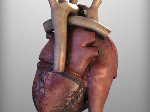 人心 3D 模型