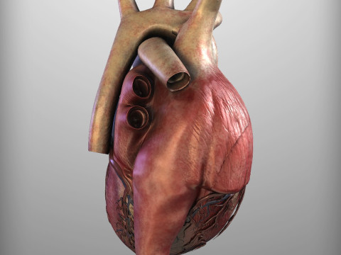 人心 3D 模型