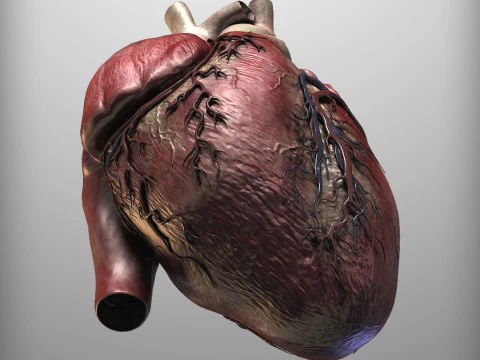 Human Heart 3D Model