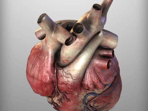 Human Heart 3D Model