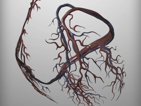 Human Heart 3D Model
