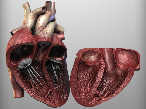 人心 3D 模型
