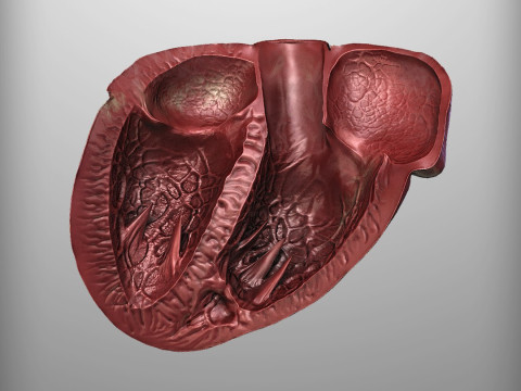 人心 3D 模型