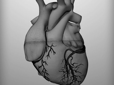 人心 3D 模型
