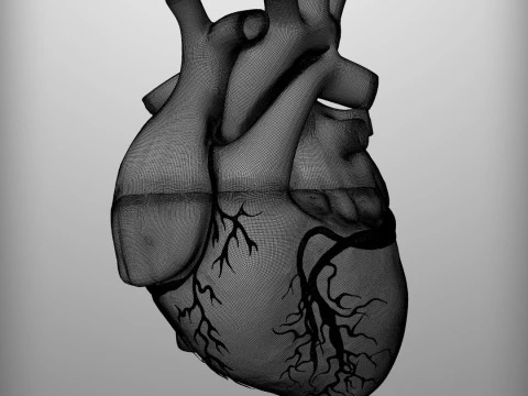 Human Heart 3D Model