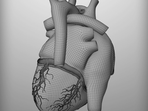 人心 3D 模型