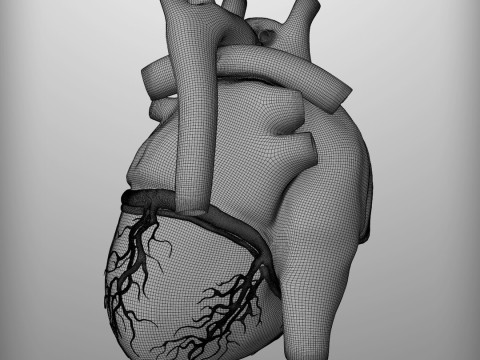 人心 3D 模型