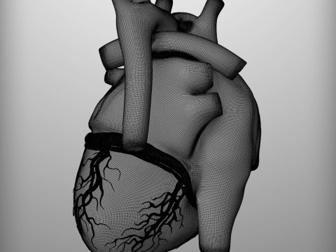 人心 3D 模型