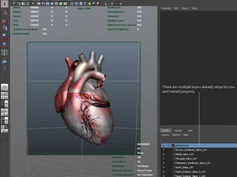 人心 3D 模型