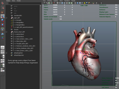 人心 3D 模型