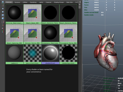 人心 3D 模型