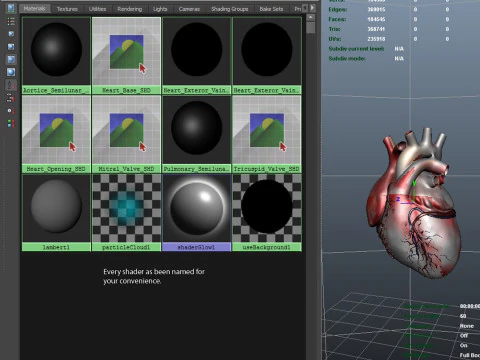 Human Heart 3D Model