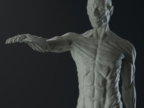 Male body anatomy Modelo 3D