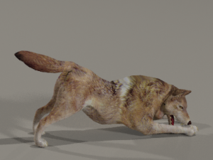 angry wolf 3D 모델
