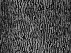 tree 3D 模型