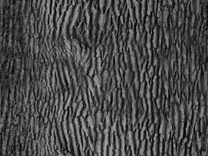 tree 3D Model