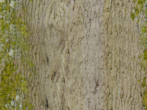 tree 3D 模型