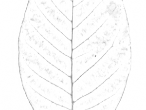 tree 3D 模型