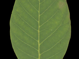 tree 3D Model