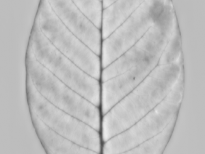 tree 3D 模型