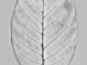tree 3D Model