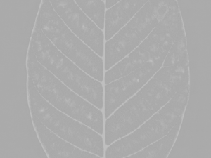 tree 3D 模型