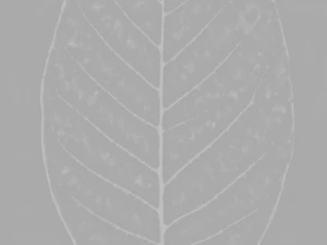 tree 3D Model