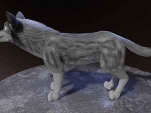 ranky the gray wolf 3Dモデル