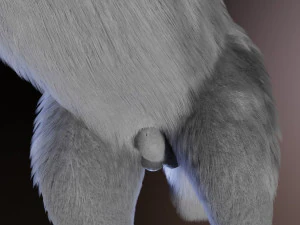 Rank il lupo grigio Modello 3D