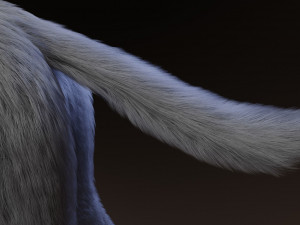 ranky the gray wolf 3Dモデル
