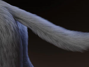 Rank il lupo grigio Modello 3D