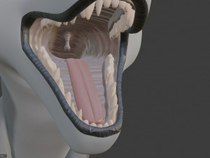 ranky the gray wolf 3Dモデル