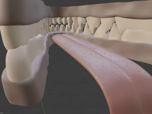 Rank il lupo grigio Modello 3D