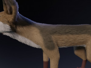 takoda the fox Modello 3D