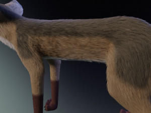 takoda the fox Modello 3D