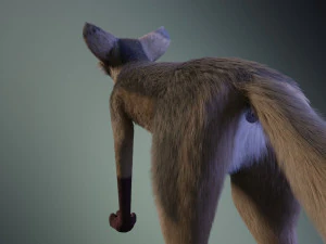 Takoda la volpe Modello 3D