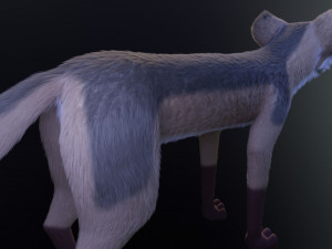 takoda the fox Modello 3D