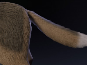 takoda the fox Modello 3D