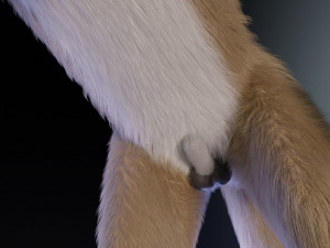 takoda the fox Modello 3D