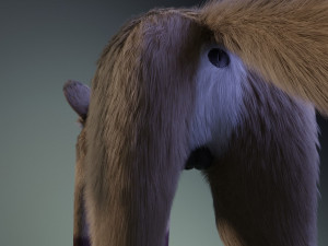 takoda the fox Modello 3D