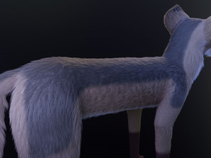 takoda the fox Modello 3D
