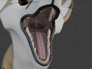 Takoda la volpe Modello 3D