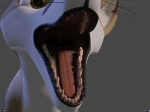 Takoda la volpe Modello 3D