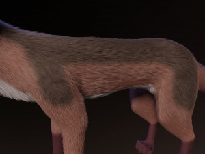 lilly the fox 3D Model