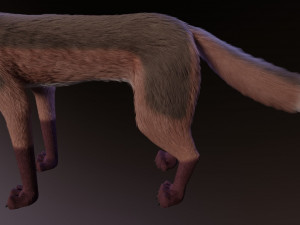 lilly the fox 3D Model