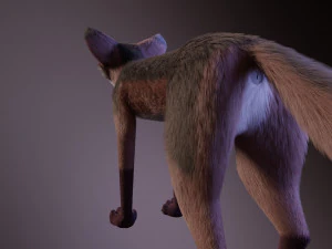 lilly the fox 3D Model
