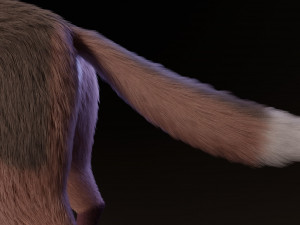 lilly the fox 3D Model