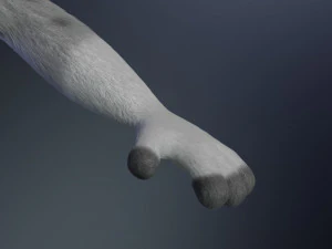 natasha evans 3D Model